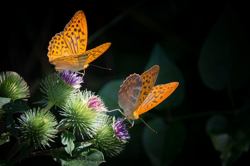 Butterfly Effect Scenarios